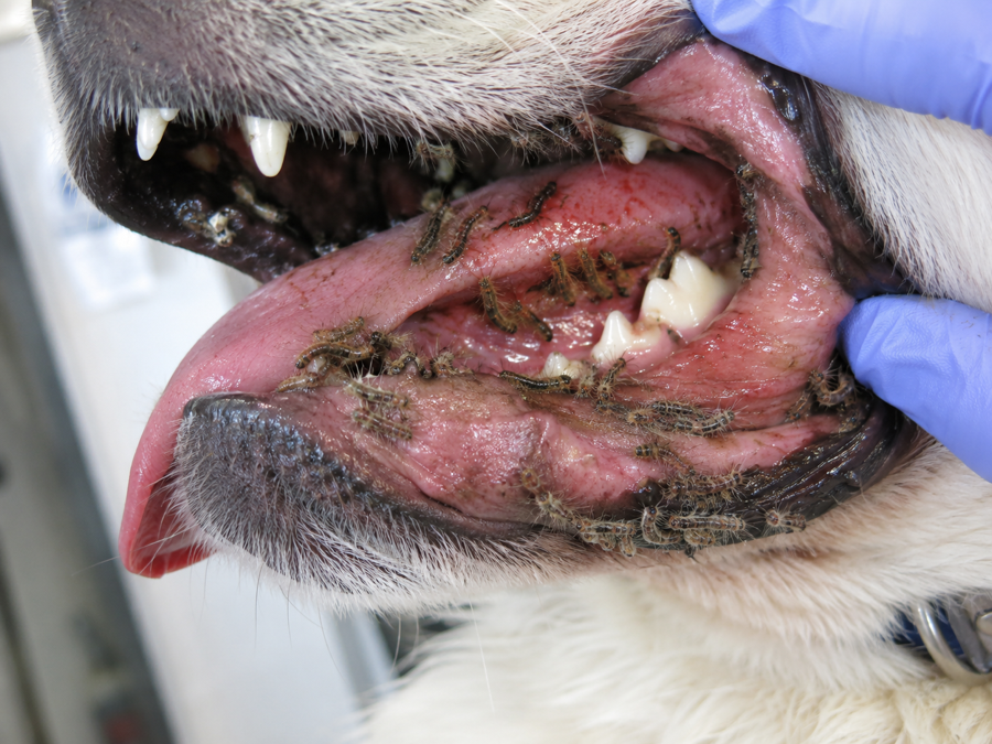 Prozessionsspinner-Raupen im Maul eines Hundes – Tierarztnotfall nach Kontakt mit Gifthaaren